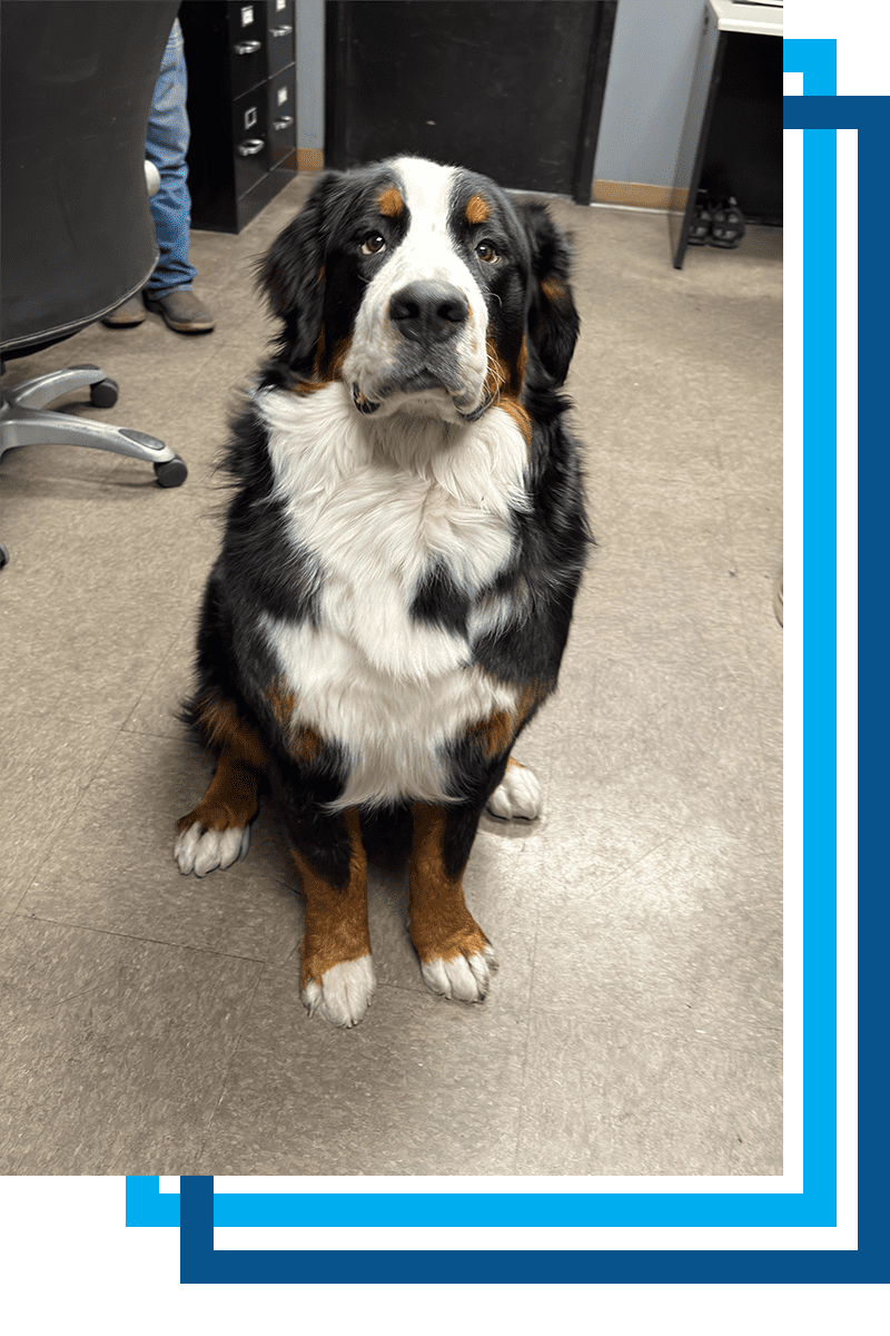 american-pattern-about-DOG